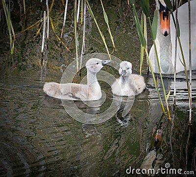 Two cygnets with adult swan keeping watch Stock Photo