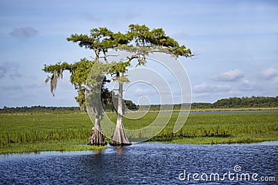 Two Cypress on the Saint Johns River Stock Photo