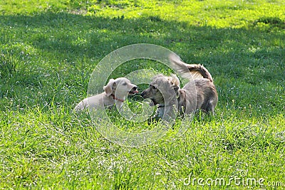 Two Dachshunds are played on the green grass in the summer garden Stock Photo