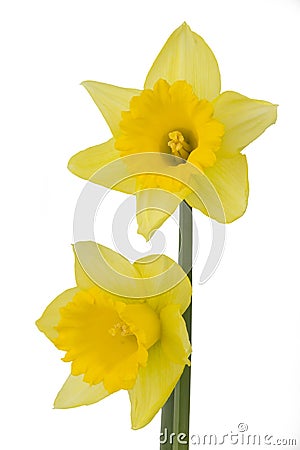 Two Daffodils Stock Photo