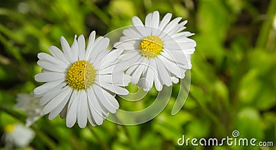 Two Daisy on the grass background Stock Photo