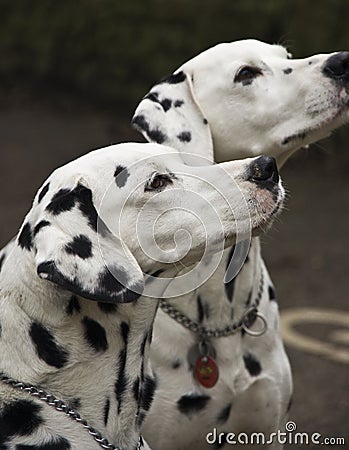 Two dalmatian dogs Stock Photo