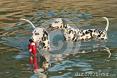 Two dalmatian dogs in water with dogtoy having fun Stock Photo