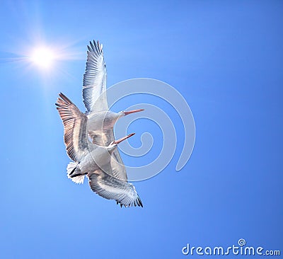 Two Dalmatian Pelicans Stock Photo