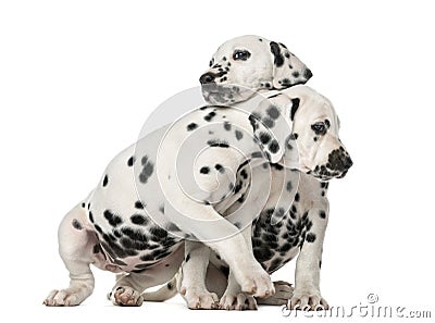Two Dalmatian puppies cuddling Stock Photo