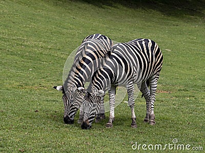 Damara zebra, Equus burchelli antiquorum, advancing together on pasture Stock Photo