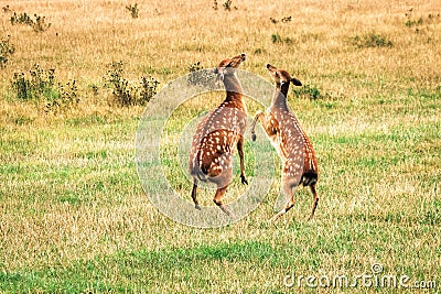 Two dancing female sika deer on the field Stock Photo