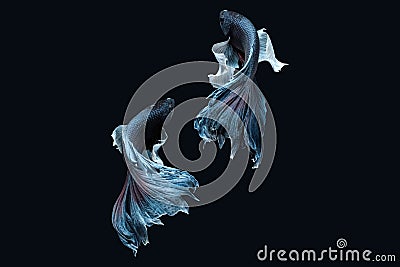 Two dancing grey dumbo, big ear halfmoon betta fish siamese isolated on black background Stock Photo