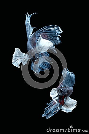 Two dancing grey dumbo, big ear halfmoon betta fish siamese isolated on black background Stock Photo