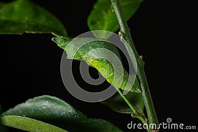 Two days old of Lime Swallowtail butterfly during pupal stage Stock Photo