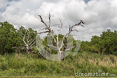 Two dead trees in a swamp surrounded by green brush on cloudy day in the bayou Stock Photo