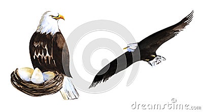 Two decorative elements. Bird of prey. Large bald eagle in the nest with eggs. A white-tailed eagle flying high in the Cartoon Illustration