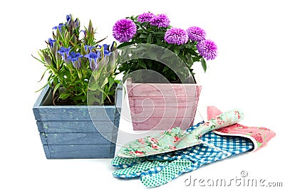 Two decorative flowering plants Stock Photo