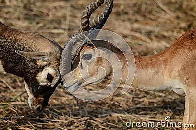 Two deer are fighting Stock Photo