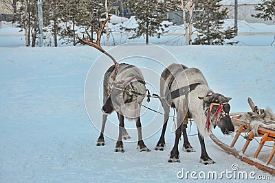 Two deer in a sleigh team. Stock Photo