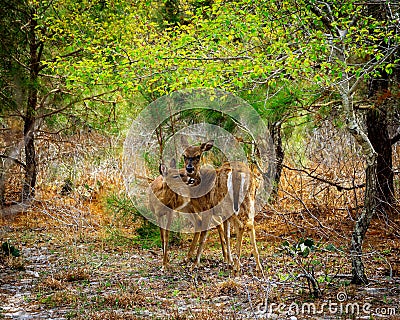 Two deer standing in forest Stock Photo