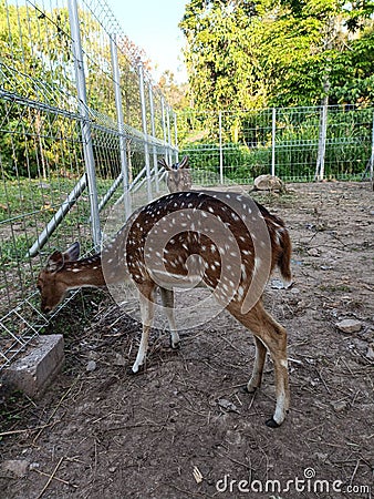 two deer who have finished lunch at a zoo Stock Photo