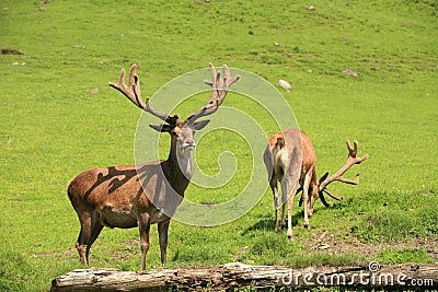 Two Deers Stock Photo