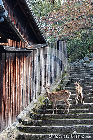Two deers are going down a stone staircase (Japan) Stock Photo