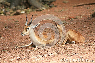 Two deers resting Stock Photo