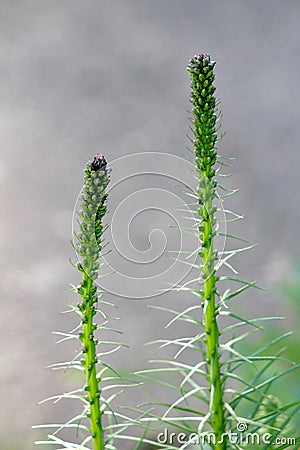 Two Dense blazing star or Liatris spicata herbaceous perennial flowering plants with tall spikes full of closed flower buds Stock Photo