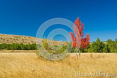 Two detached birches on Ai-Petri mountain tableland in Crimea Stock Photo