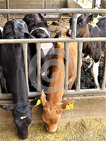 Two different cows farm agriculture bovine milk Stock Photo