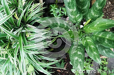 Two different plants,green and white Stock Photo