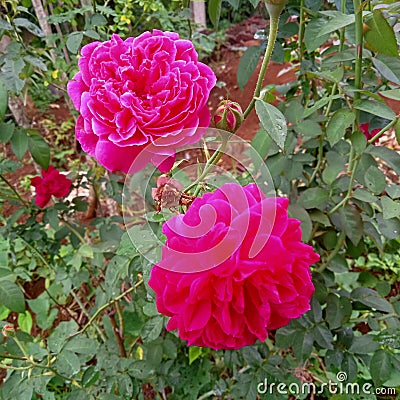 two different roses even though they are still the same plant Stock Photo