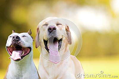 Two different smiling dogs with happy expression and closed eyes Stock Photo