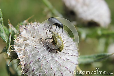 Weevil Stock Photo