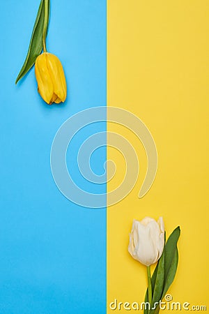 Two different tulips with a copy space Stock Photo