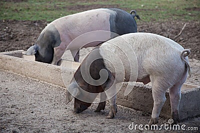Two dirty pigs eating at the trough Stock Photo