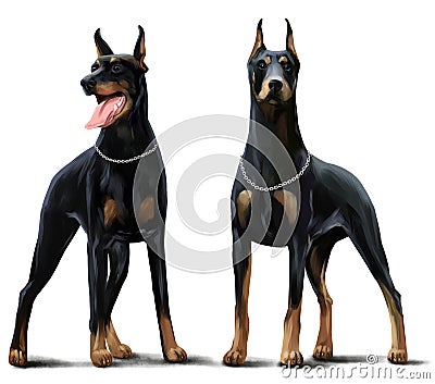 Two Dobermans watercolor drawing Stock Photo