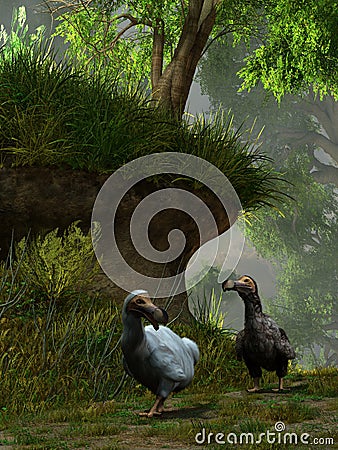 Two Dodo Birds Stock Photo