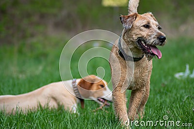 Two dog buddies enjoying sunny day on the meadow. Posavac hound and Fox terrier Stock Photo