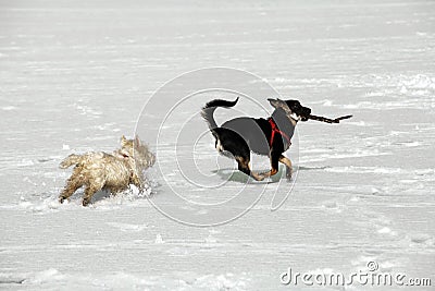 Two doggies Stock Photo