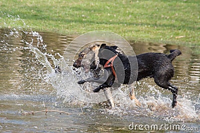 Two dogs Stock Photo