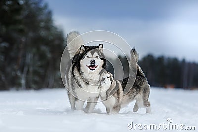 Two dogs breed Alaskan Malamute walking in winter Stock Photo