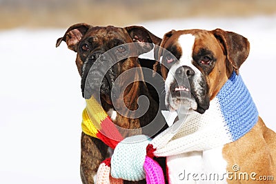 Two dogs of breed boxer sitting in the winter on snow, associate Stock Photo