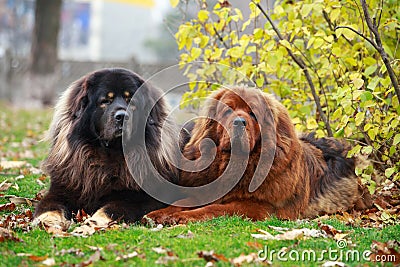 Two dogs breed Tibetan Mastiff Stock Photo