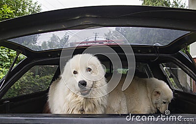 Two dogs in car trunk going on vacation Stock Photo