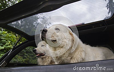 Two dogs in car trunk going on vacation Stock Photo