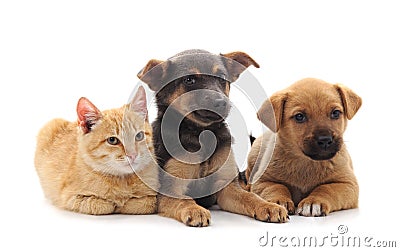 Two dogs and a cat. Stock Photo