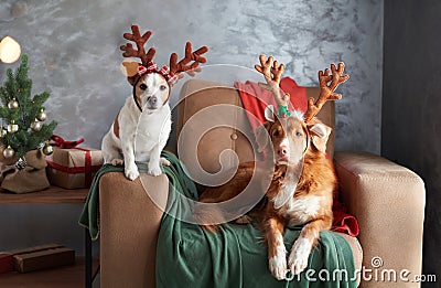 Two dogs celebrate the holiday spirit, one with antlers perched on a cozy chair Stock Photo