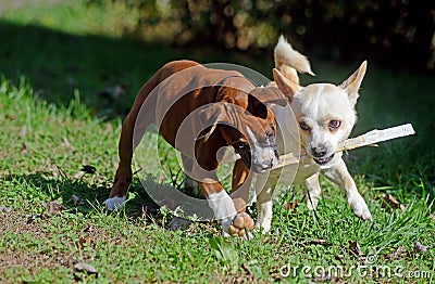 Two dogs chewing on the same stick. Stock Photo