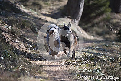 Two dogs competing who is faster Stock Photo