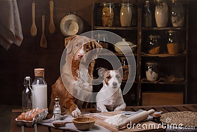 Two dogs are cooking in the kitchen. Pet at home Stock Photo