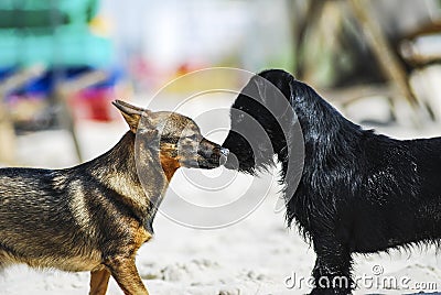 Two dogs of different breeds sniffing as part of the reconnaissance Stock Photo