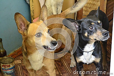 Two dogs Stock Photo